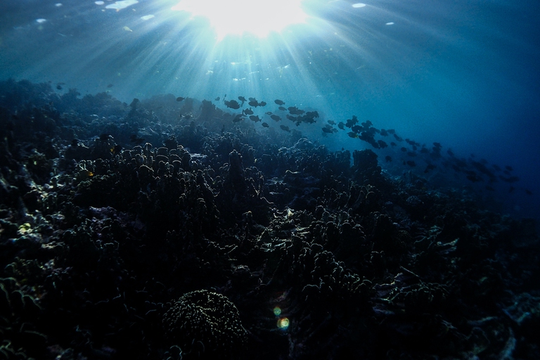 Per la tutela delle barriere coralline, l’Indonesia è l’esempio da seguire