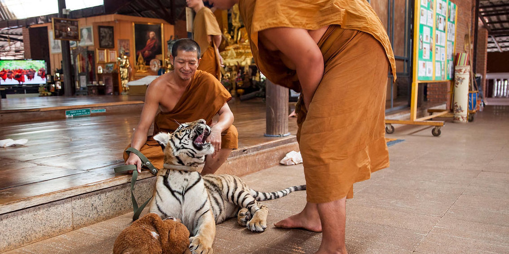 Храм тигра в тайланде. Tiger Temple. Монах храм тигра в Тайланде. Тигры в Тайланде. Храм тигров на Тибете.