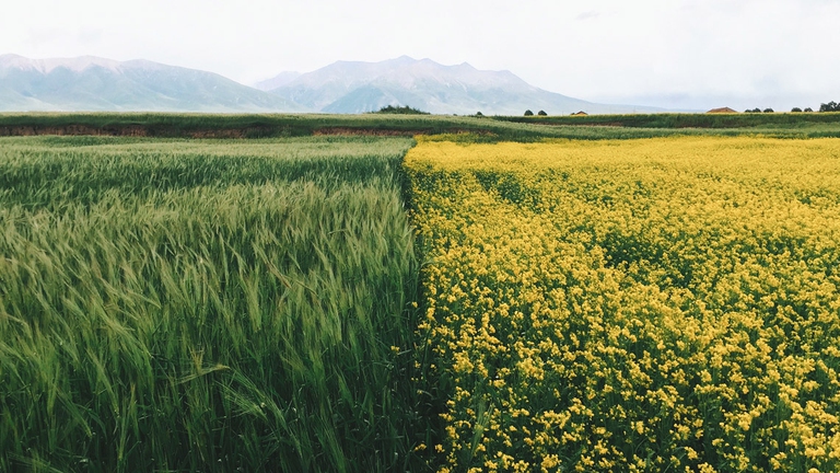 Agricoltura, un campo di grano e fiori