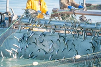 Leggere l’etichetta del pesce: rete a circuizione