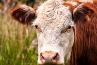 Allevamenti, macelli e consumo di carne in Italia. Come sono cambiati nell’arco di 10 anni