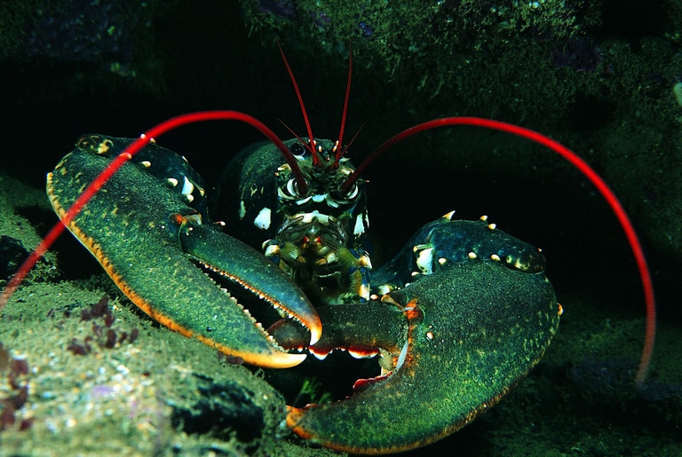 Aragosta nel suo habitat