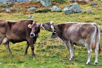 Alghe nella dieta dei bovini per ridurre le loro emissioni di metano