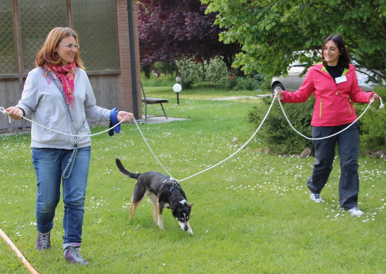 tellington touch, ttouch