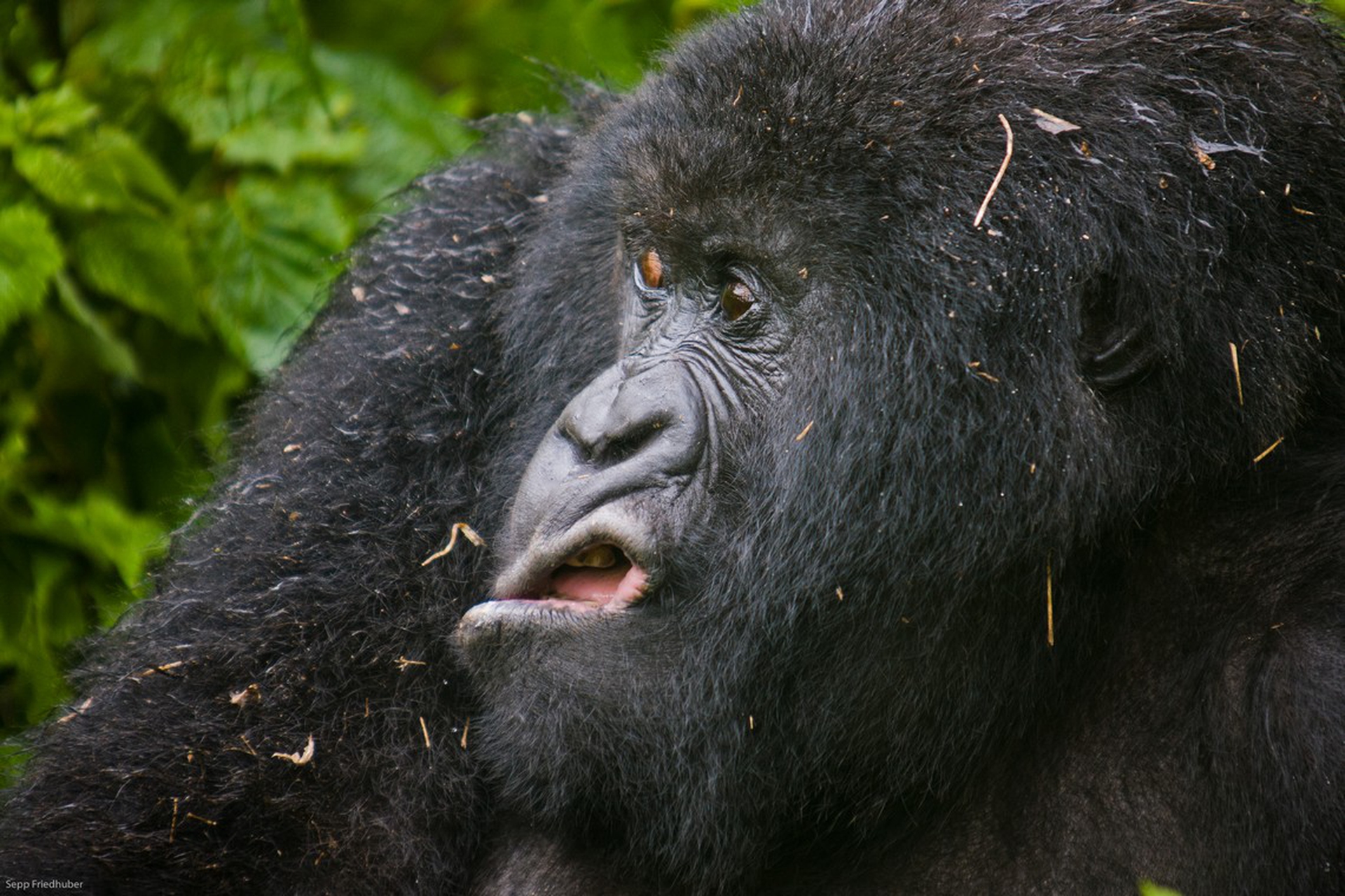 Grimace di Josef Friedhuber – Comedy wildlife photography awards