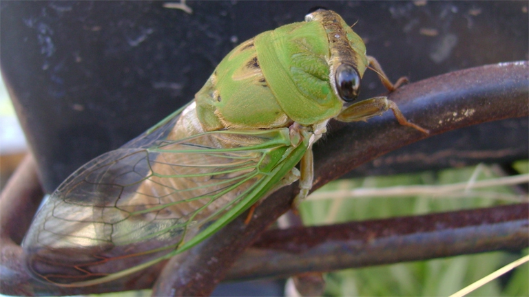 Una cicala, per resistere a all'inverno questi insetti cadono in diapausa, una specie di letargo che può durare anche anni (foto via GettyImages)