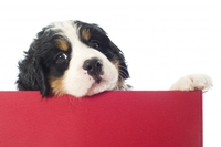 Yoga dog o Doga, come fare yoga con i cani