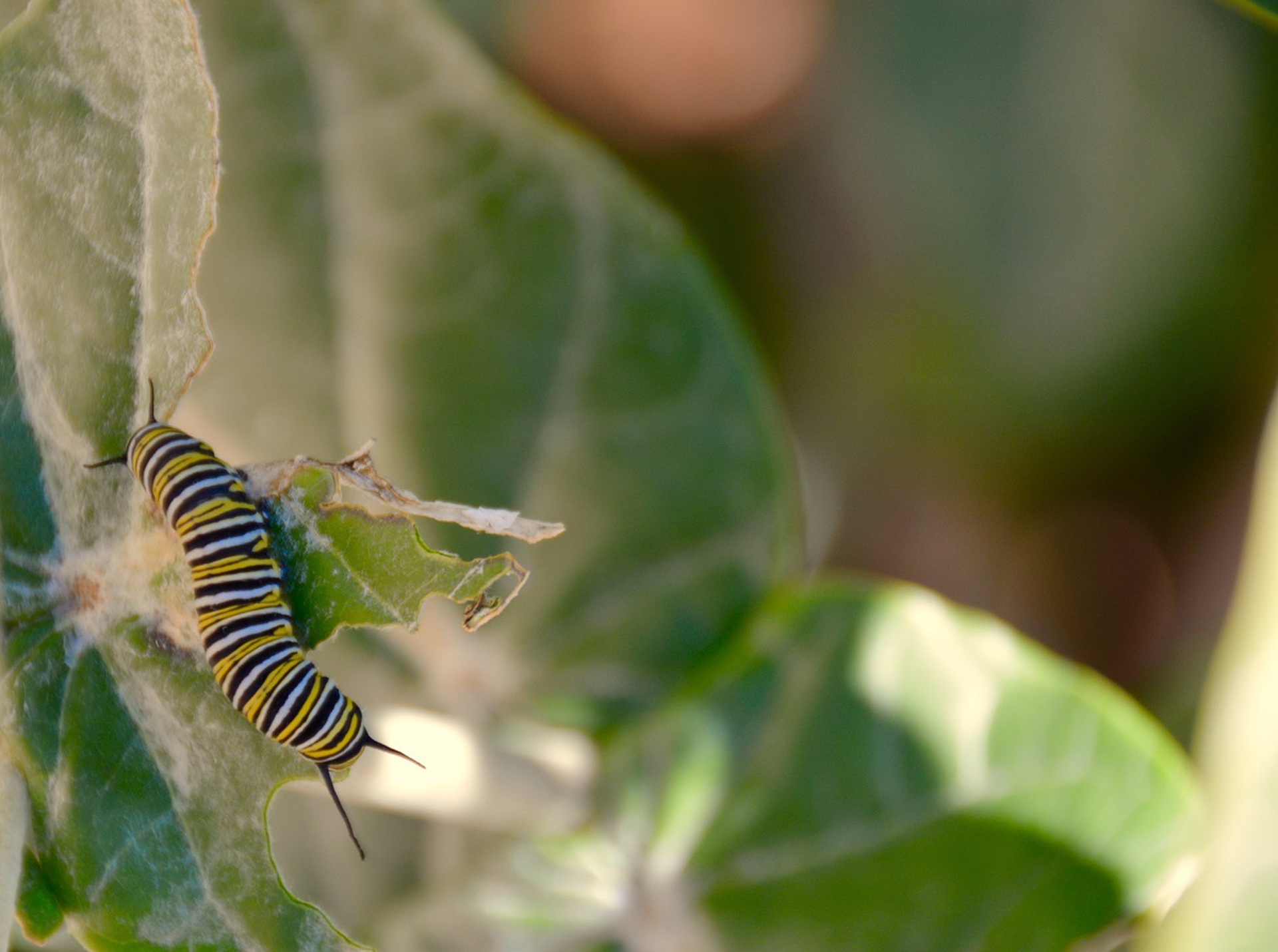 Bruco di farfalla monarca