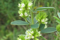 Lespedeza, proprietà e controindicazioni di una pianta diuretica