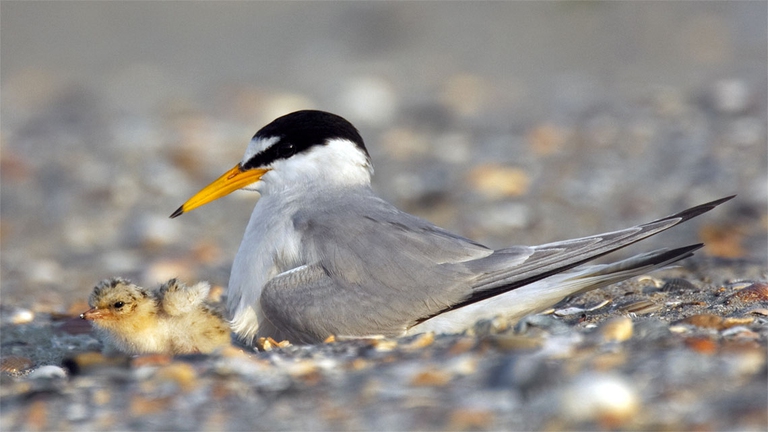 Un fraticello con il suo piccolo (foto di Arterra/UIG via Getty Images)
