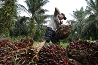 Deforestazione. Patto tra Brasile, Indonesia e Repubblica Democratica del Congo