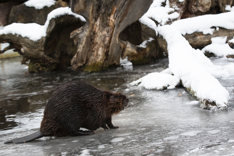 Castoro europeo nei pressi della sua tana