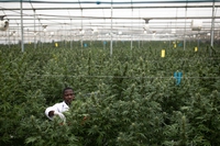 Il referendum sulla depenalizzazione della cannabis è inammissibile
