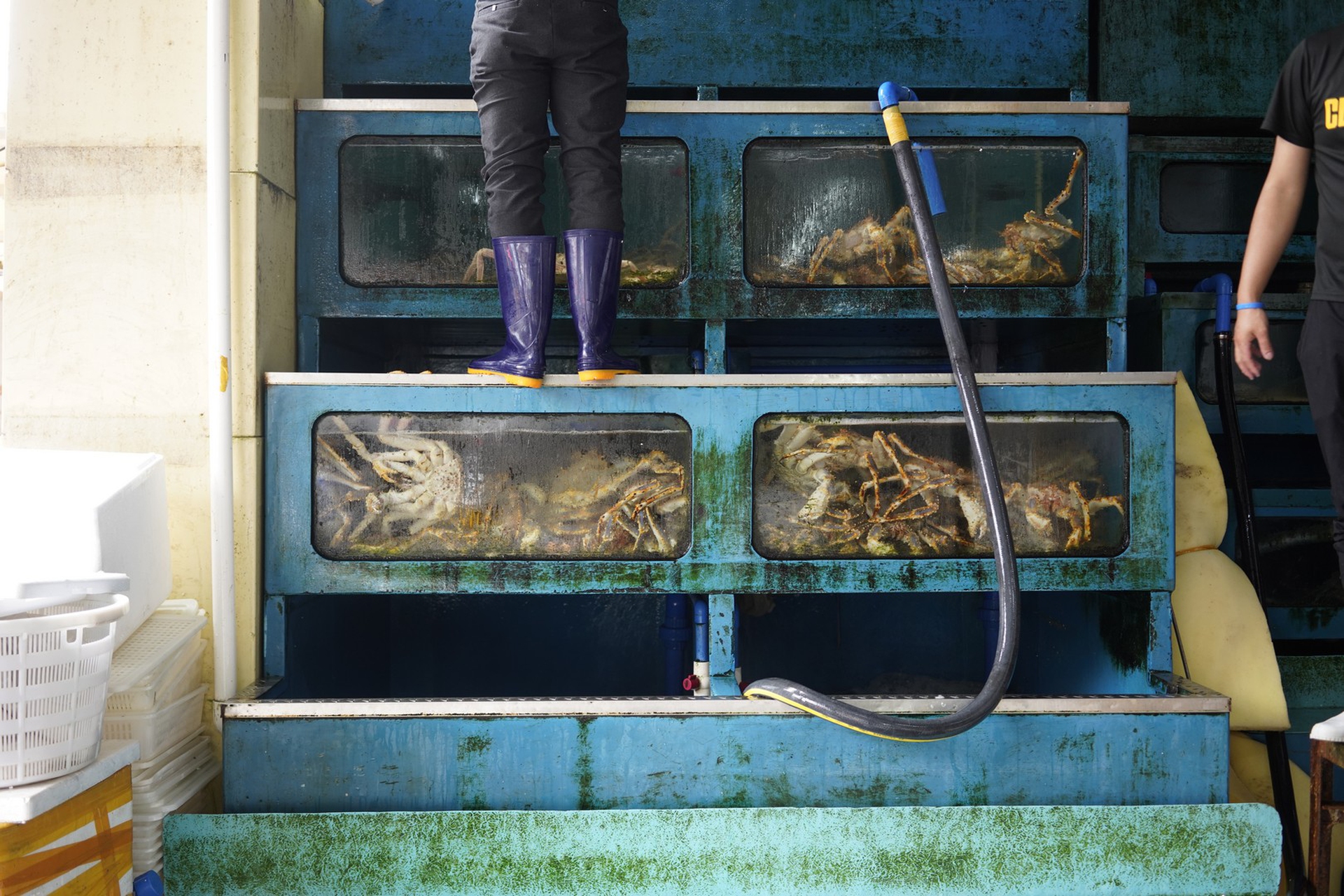 Un’immagine dai wet market in Cina