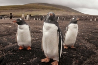 Pinguini all’Equatore e altre bufale sul clima nel nuovo libro di Serena Giacomin e Luca Perri