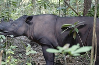 L’ultima femmina di rinoceronte di Sumatra della Malesia ha un tumore