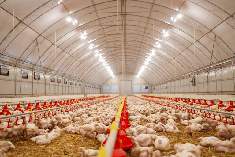 allevamenti intensivi