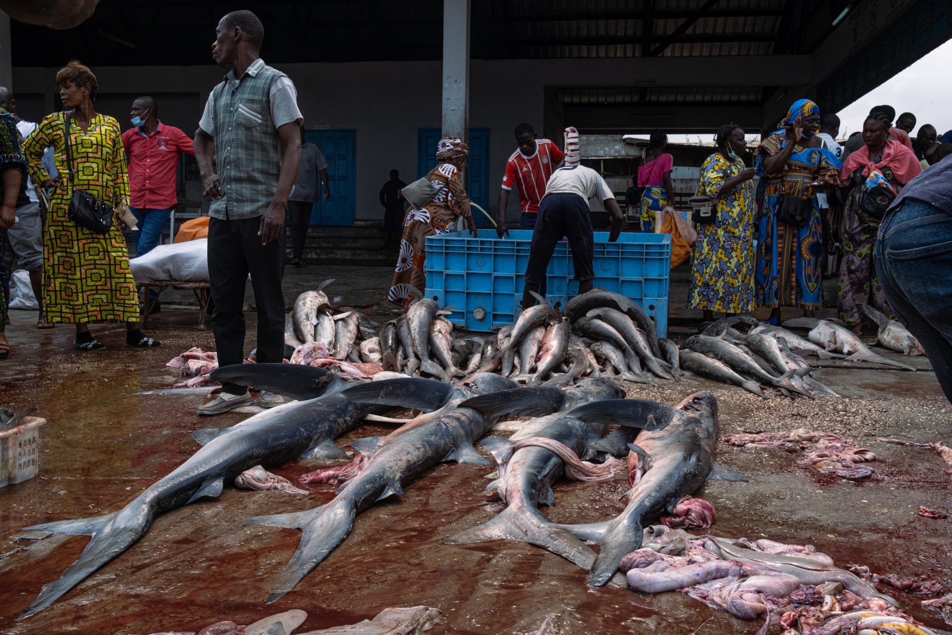 Foto squali Congo-dieci