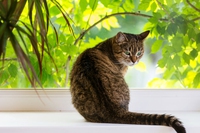 Schesir. I nostri primi vent’anni, all’insegna del rispetto per gli animali
