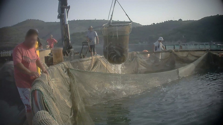 Allevamenti di orate e branzini in Grecia