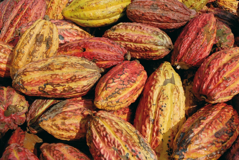 frutto cacao alce nero faitrade