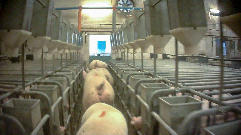 Maiali rinchiusi in spazi angusti negli allevamenti dop