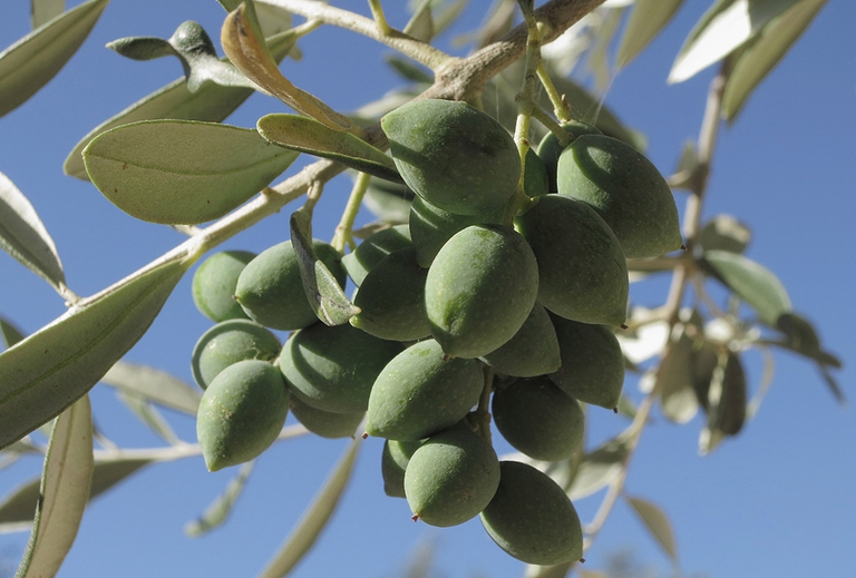 ulivi xylella olive