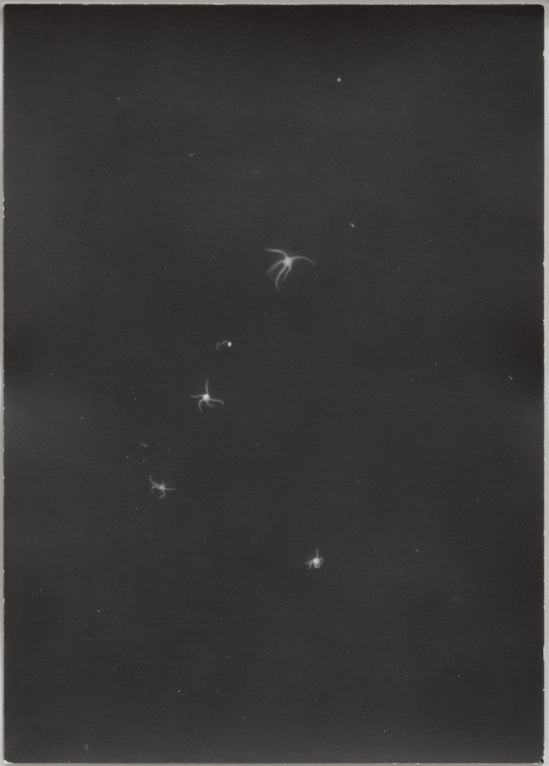 06 Renato Leotta, Plankton 2019