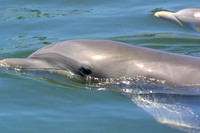 Sampal, il delfino che viveva in cattività, è libera e ha un cucciolo
