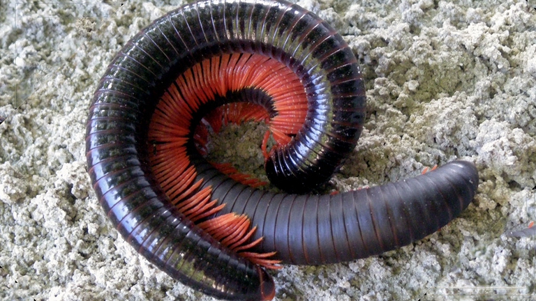 L'organo copulatore vero e proprio, che non coincide con il pene, è costituito dai gonopodi, cioè appendici del tronco molto modificate. Nella maggior parte delle specie entrambe le zampe del settimo segmento funzionano da gonopodi. L'apertura genitale femminile si trova nel terzo segmento.