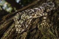 La top 10 delle nuove specie scoperte nel 2014