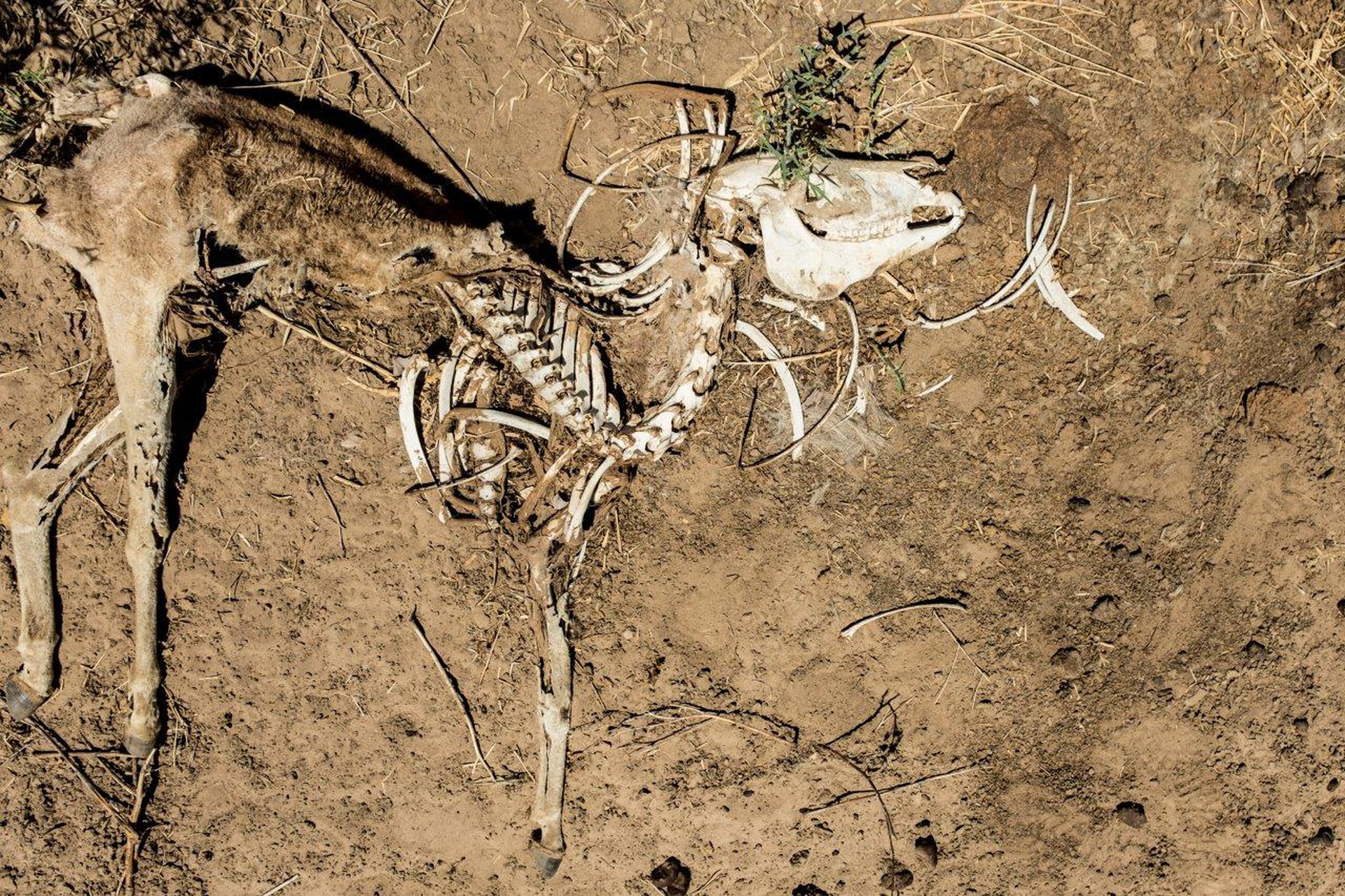 Drought in the rain season, a climate change issue – Stefano Stranges