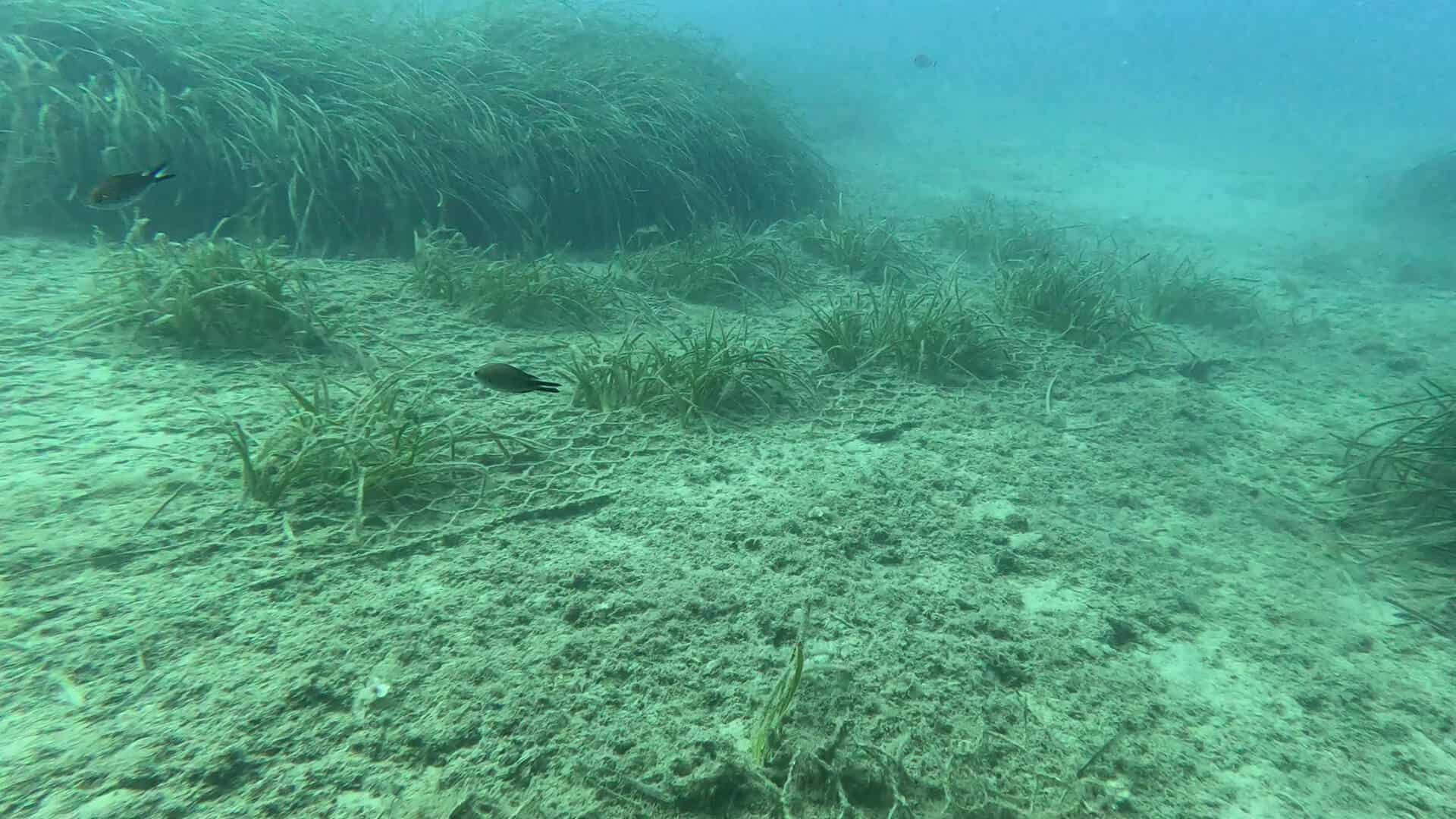 Monitoraggio Bergeggi