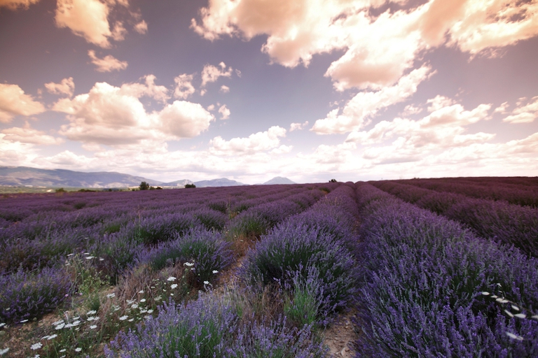 lavanda provenza