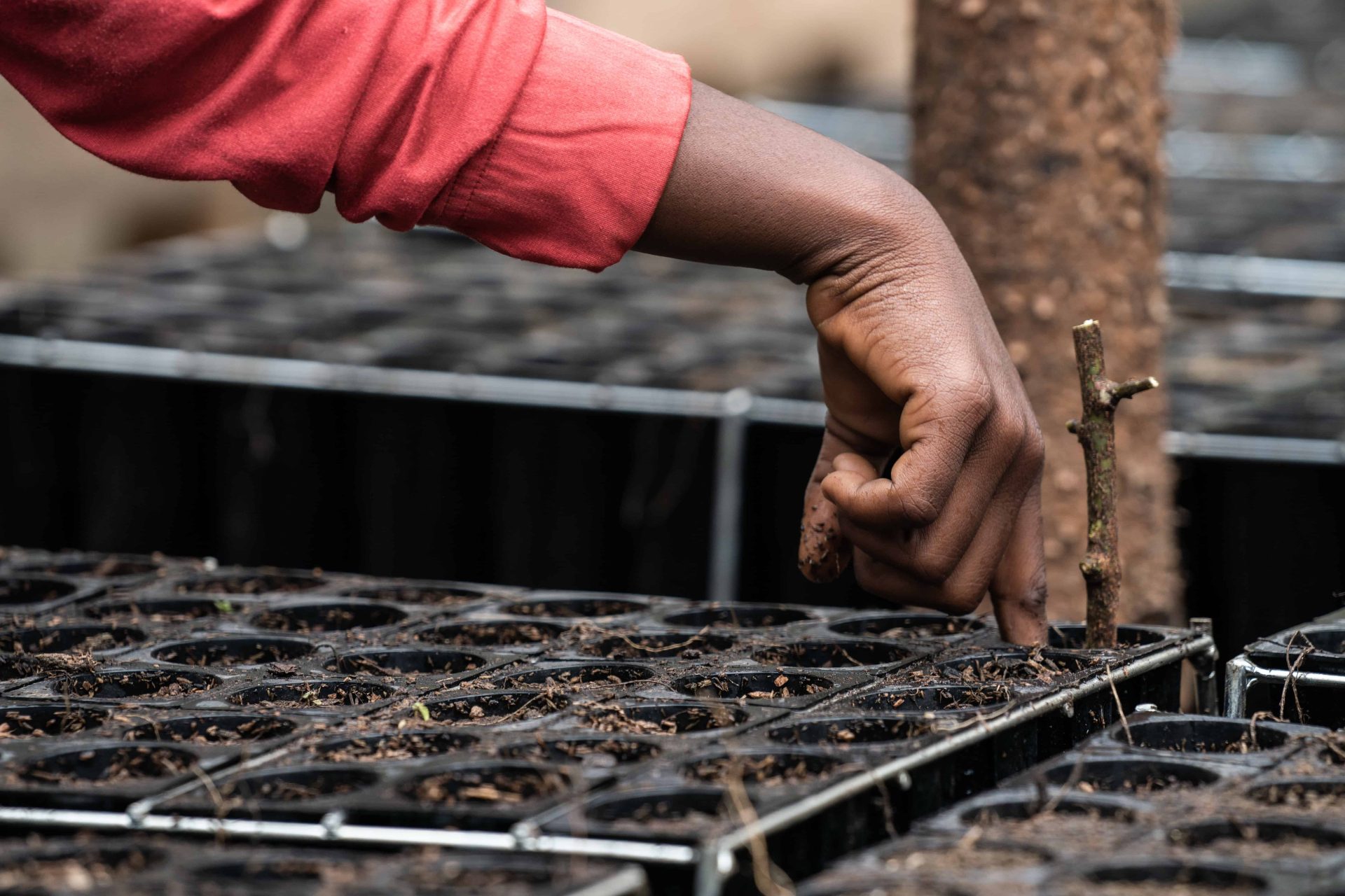 Il progetto di riforestazione Udzungwa corridor limited