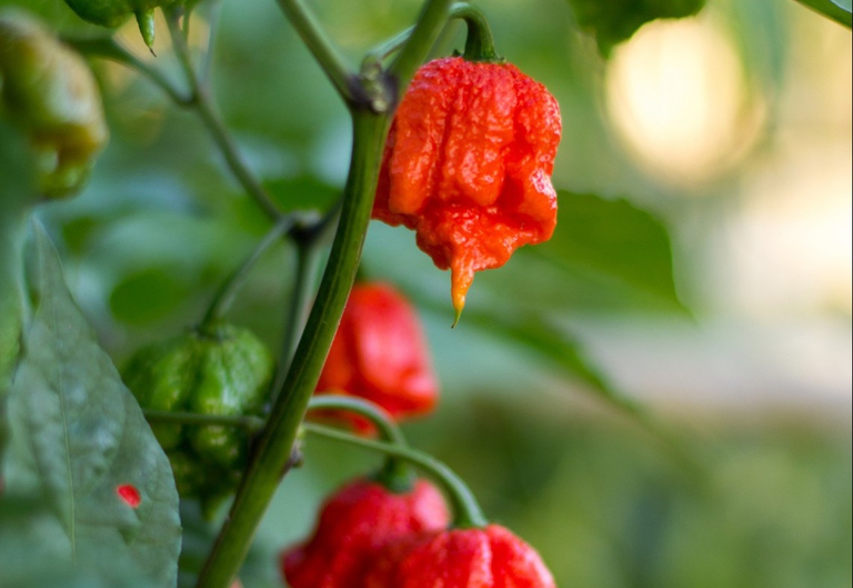 peperoncino più piccante