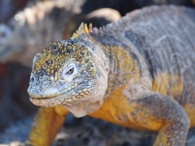 Esemplare maschio di Iguana terrestre delle Galapagos