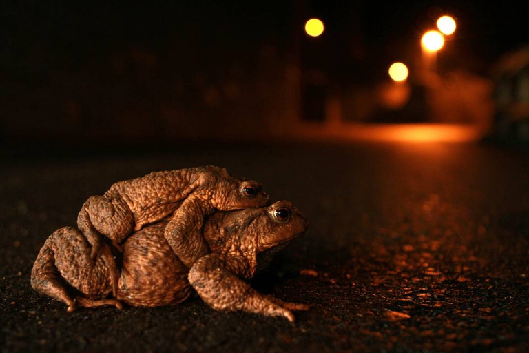Rospi mentre attraversano la strada