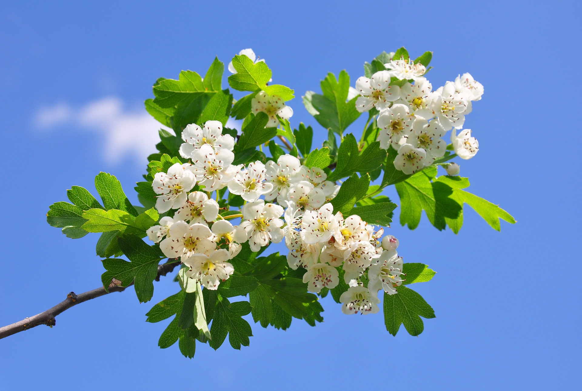 Tisana Biancospino Fiori E Foglie Sfuse - Solimè - Foto 3