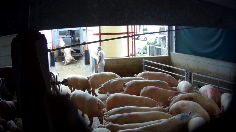 Alcune immagini raccolte da Animal Equality durante le indagini sul macello di Cremona