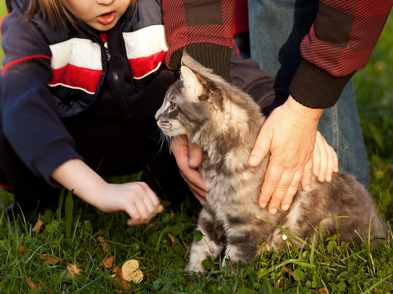 razze gatto bambini maine coon