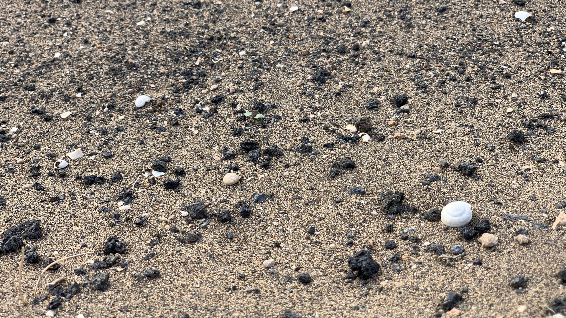 Lanzarote, conchiglie jable