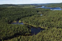 How global warming will change forests