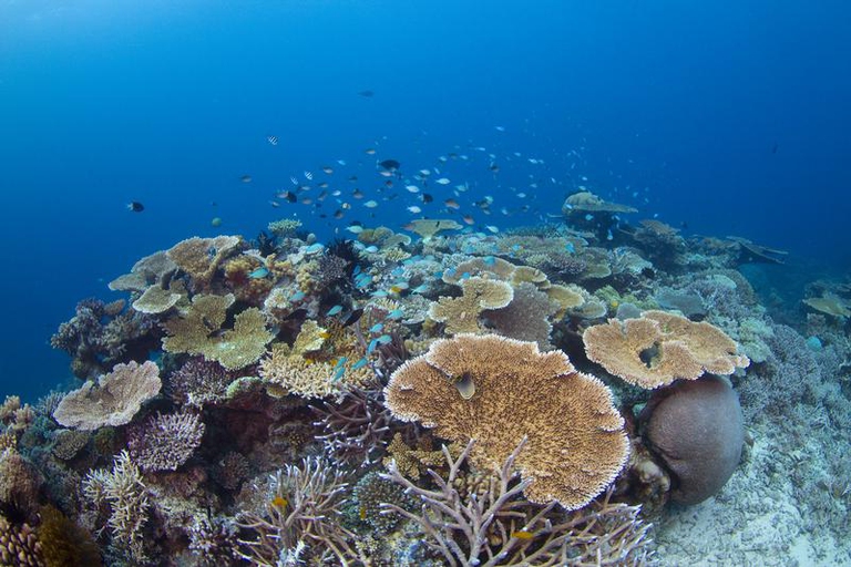 Corals in the Great Barrier Reef