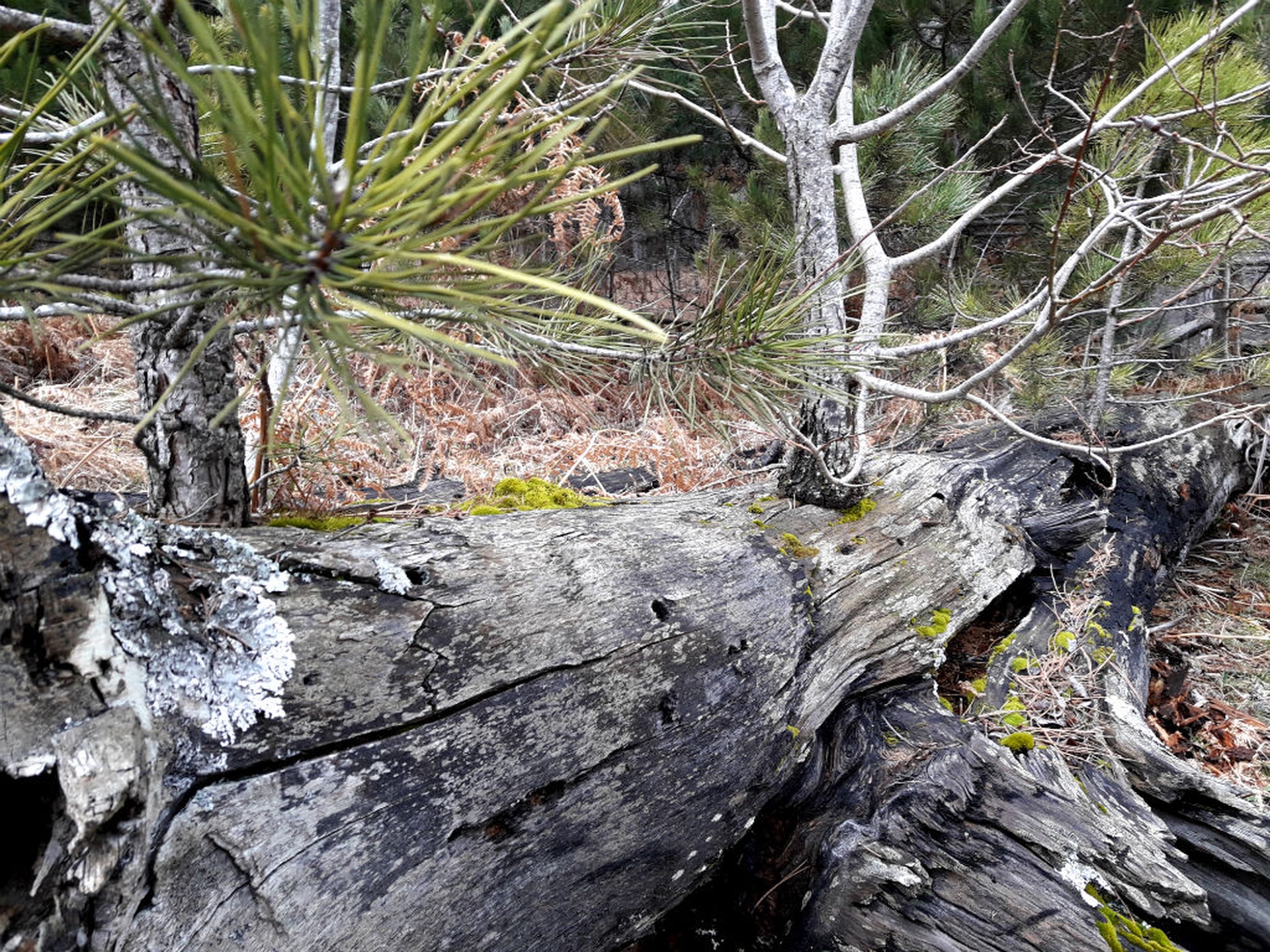 I giganti di Fallistro