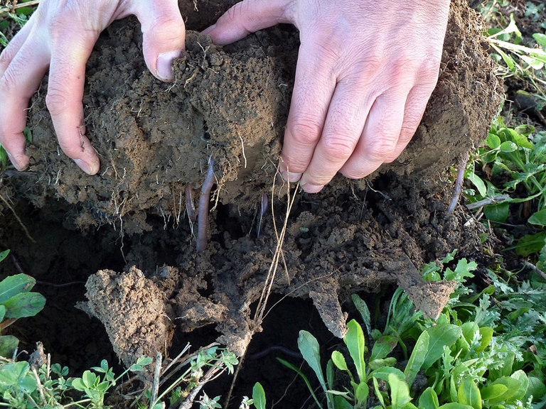 preparati biodinamici per fertilizzare la terra 
