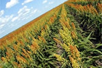 OGM, fiducia sottoterra