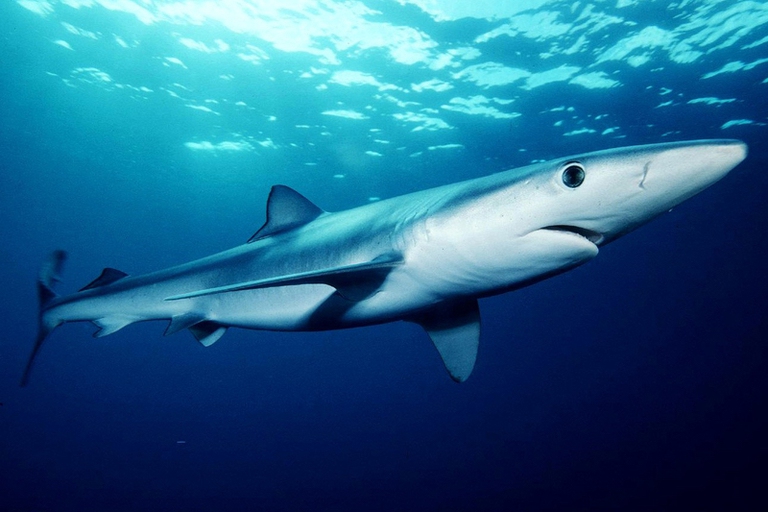 shark hotspots high seas industrial fishing nature study