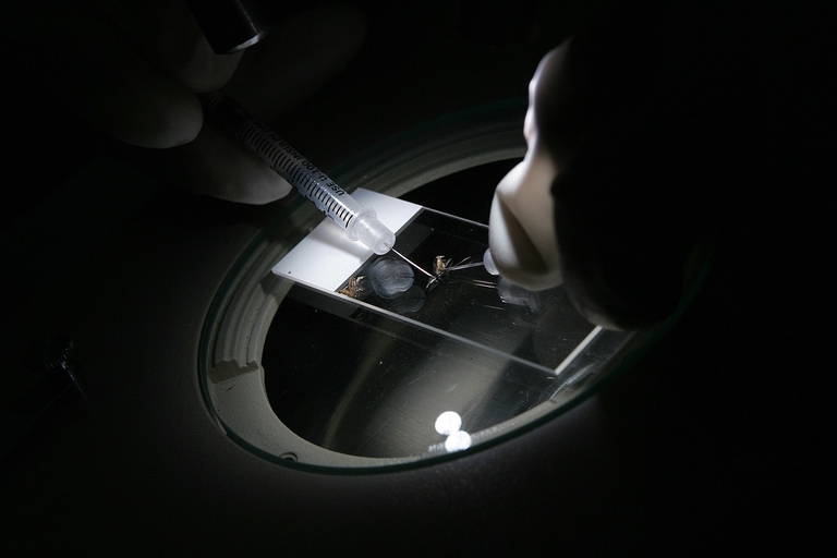 Ricerca scientifica sulla malaria