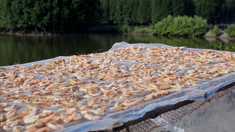 Quello del commercio dei gamberetti ed in particolare dei gamberi tropicali è uno dei business meno sostenibili nell’industria ittica